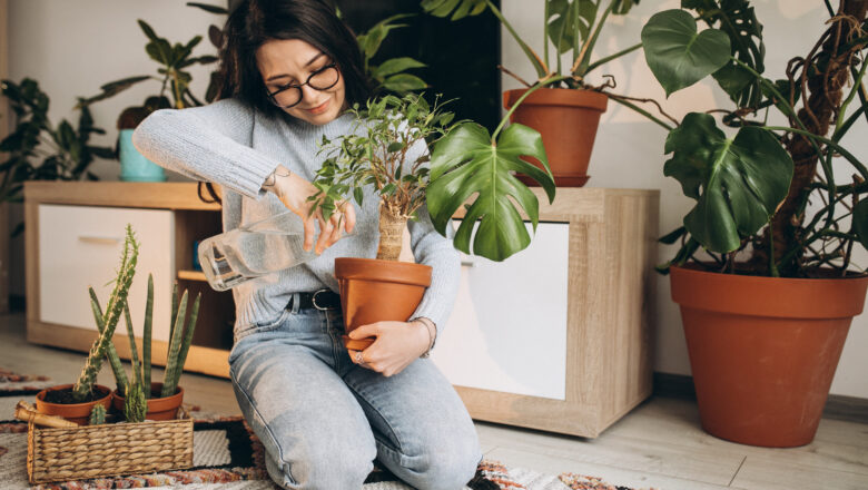 Plantas para Apartamento: Descubra as Melhores Opções para Transformar seu Lar