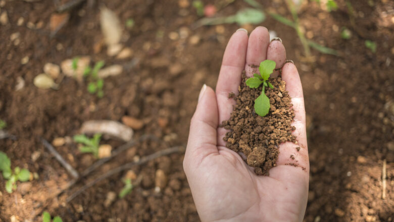 Cultivando o Sucesso das Suas Plantas: Guia Completo para Escolher o Solo Ideal